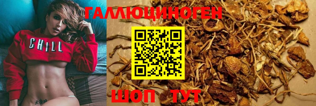 Галлюциногенные грибы Psilocybe Россия